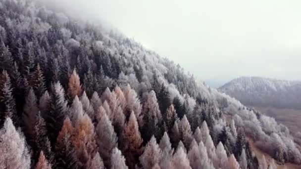 Aerial View Frozen Winter Trees Forest Flying Forward Treetops Foggy — Wideo stockowe