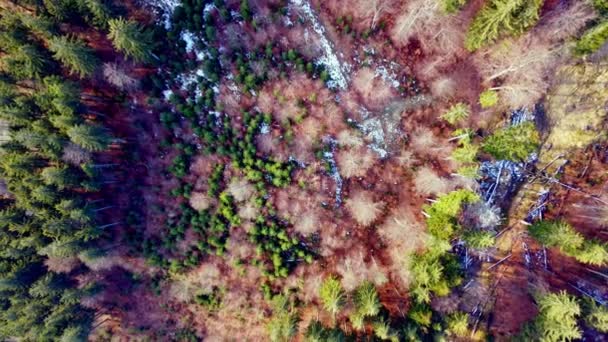 Pohled Ptačí Perspektivy Mrazivý Zimní Les Záběry Dronu Létání Nad — Stock video