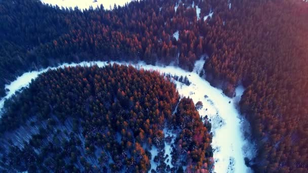 Aerial View Northern Spruce Forest Treetops Coloured Light Sun End — Stock Video