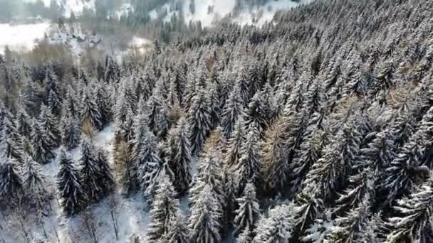 Ένα Εναέριο Χειμερινό Τοπίο Πεύκα Καλυμμένα Χιόνι Ένα Δάσος Από — Αρχείο Βίντεο
