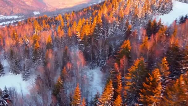 Flygfoto Över Träden Vintern Träd Färgade Solljuset Slutet Dagen Högkvalitativ — Stockvideo