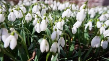 Güneşli bir havada rüzgarda sallanan beyaz kar damlalarının ilk bahar çiçekleri, zaman ayarlı. Yüksek kalite 4k görüntü