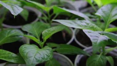 Tohumlar filizlendi. Seedlings 'e nasıl bakılır. Tohumlar Başlıyor, bitkiler büyümeye başladı, biberler içeride başladı. Yüksek kaliteli FullHD görüntüler