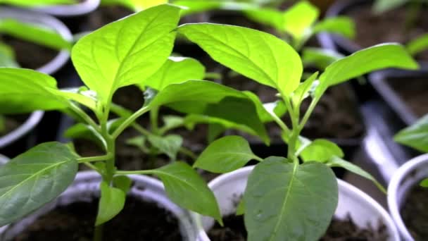 Pepparplantor För Plantering Detalj Chiliplantblad Hur Man Tar Hand Plantor — Stockvideo