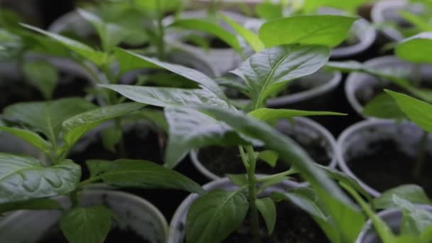 容器に植えるためのコショウの苗 チリの苗の葉の詳細 苗の世話をする方法 高品質4K映像 — ストック動画