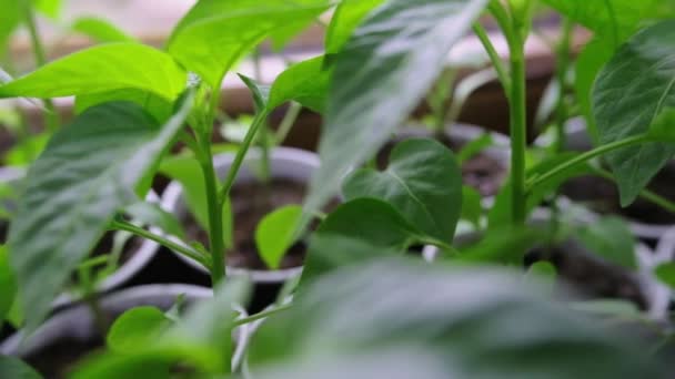 Pepper Seedlings Planting Detail Chilli Seedling Leaves Seedlings Planting Blurred — Stock Video