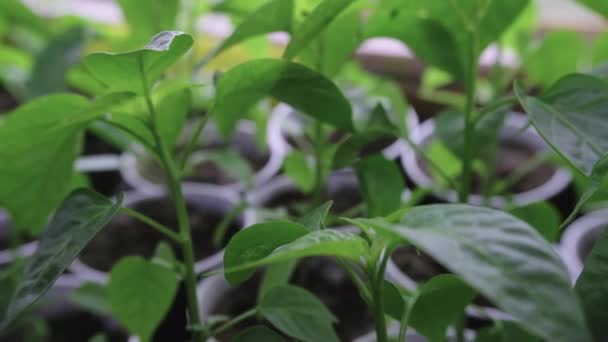 Pepparplantor För Plantering Detalj Chiliplantblad Plantor För Plantering Suddig Bakgrund — Stockvideo