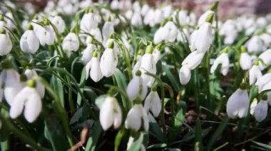 Güneşli bir havada rüzgarda sallanan beyaz kar damlalarının ilk bahar çiçekleri, zaman ayarlı. Yüksek kalite 4k görüntü