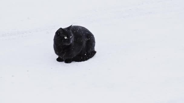Zwarte Kat Witte Sneeuw Hoge Kwaliteit Fullhd Beeldmateriaal — Stockvideo
