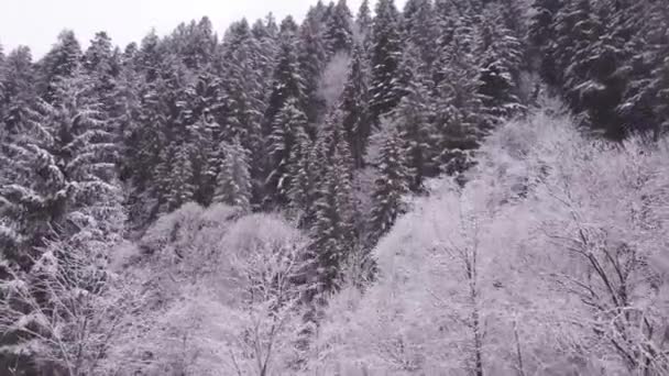 눈덮인 나무들 드론에서 지나가고 있습니다 고품질 — 비디오