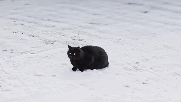 Black Cat Sits Snow Observes Surroundings Stock Footage — Stock Video