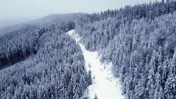 冬のトウヒの森 霜白い木 雪に覆われた木々の間の道路 ドローンからの空中の眺め — ストック動画
