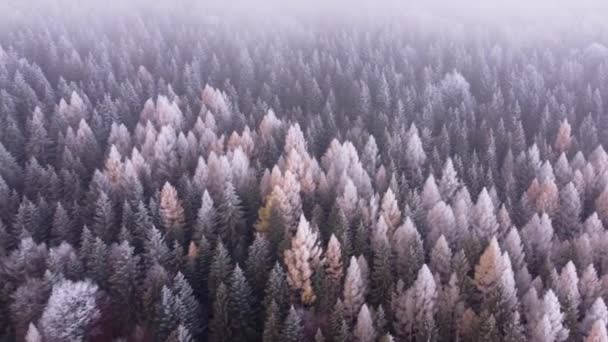 霧の森の中で凍結した木々の空中ビュー 高品質4K映像 — ストック動画