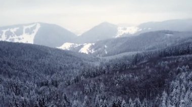 Kışın ormanlık arazide alçak uçuş, beyaz ağaçlar dikmek. Dağlık kırlarda sisli hava. Yüksek kalite 4k görüntü