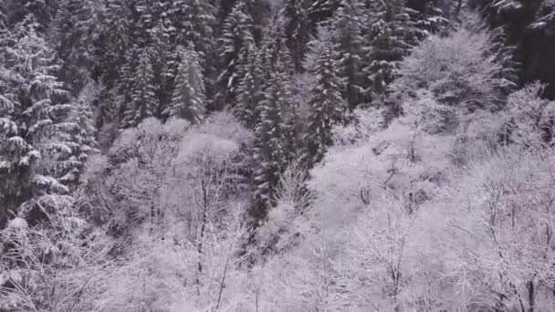 Χιονισμένα Λευκά Δέντρα Από Δρόμο Και Ρεύμα Εναέρια Πυροβόλησε Από — Αρχείο Βίντεο
