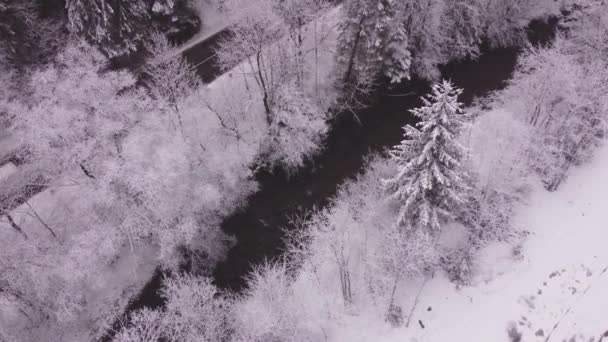 Snöiga Vita Träd Vid Vägen Och Bäck Antenn Skott Från — Stockvideo