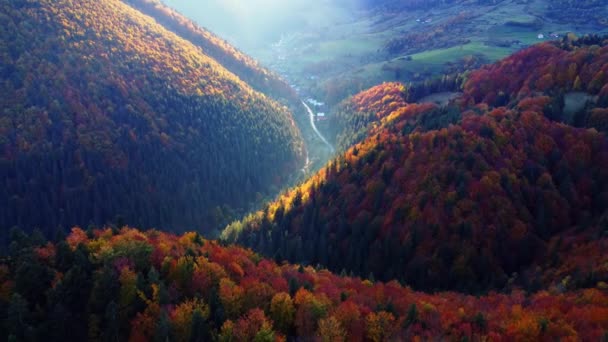 Вид Воздуха Беспилотника Осенние Деревья Лесу Окрашенные Разные Цвета Холмистый — стоковое видео
