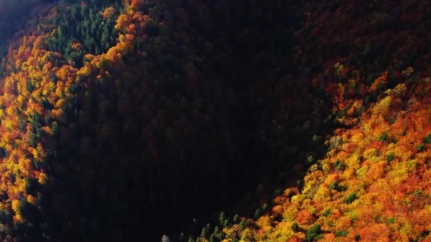 Widok Lotu Ptaka Jesienne Drzewa Lesie Zabarwione Wieloma Kolorami Top — Wideo stockowe