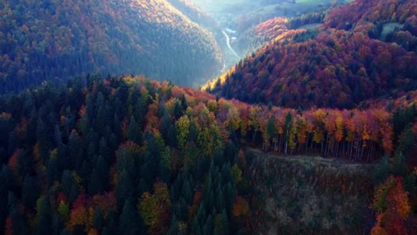 Вид Воздуха Красивый Красочный Осенний Лес Солнечном Свете Тропа Долине — стоковое видео