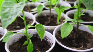 Tohumlar filizlendi. Seedlings 'e nasıl bakılır. Tohumlar Başlıyor, bitkiler büyümeye başladı, biberler içeride başladı. Yüksek kaliteli FullHD görüntüler