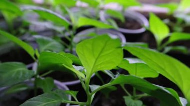 Ekmek için biber tohumları. Biber tohumu yapraklarının ayrıntıları. Tohumlar ekilmiş, geçmişi bulanık. Yüksek kaliteli FullHD görüntüler