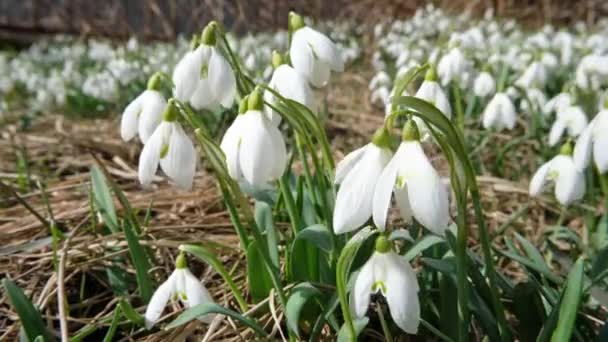 Hóvirág Virágzik Napfényes Tavaszi Réten Virágok Mozognak Szélben Kiváló Minőségű — Stock videók