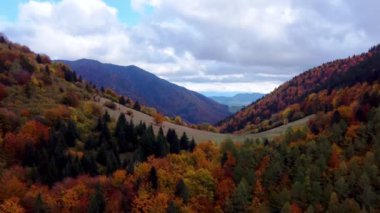 İnsansız hava aracından hava manzarası, ormandaki sonbahar ağaçları birçok renkle renklendirilmiş, dağlık kırsal orman manzarası, ağaçların tepelerini aydınlatan güneş ışığı. Yüksek kalite 4k görüntü