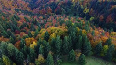 İnsansız hava aracından hava manzarası, ormandaki sonbahar ağaçları, tepeden aşağı manzara. Yüksek kalite 4k görüntü