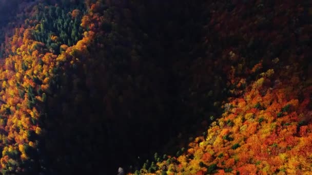 Légi Kilátás Őszi Fák Erdőben Színes Sokszínű Madártávlatból Felső Forgatható — Stock videók