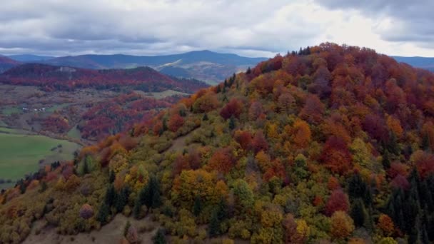 Flygfoto Från Drönare Höstträd Skogen Färgade Med Många Färger Kuperat — Stockvideo