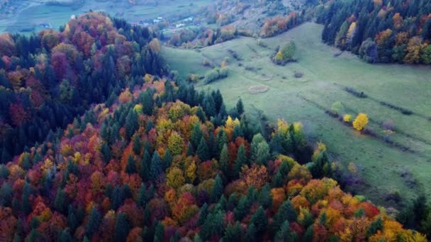 Flygfoto Från Drönare Höstträd Skogen Färgade Med Många Färger Kuperat — Stockvideo