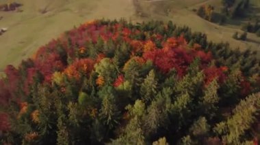 Ulusal parktaki bir sonbahar ormanının insansız hava aracının video görüntüleri.