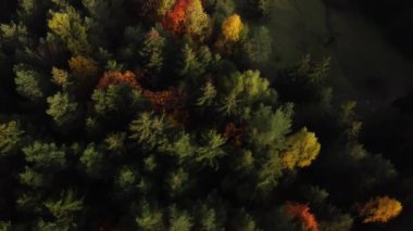 Karpatlar 'ın sonbahar ormanlarındaki hava aracı manzarası. Ormanda renkli ağaçlar. Yüksek kalite 4k görüntü