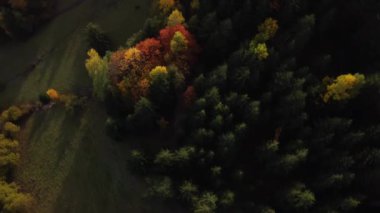 Karpatlar 'ın sonbahar ormanlarındaki hava aracı manzarası. Ormanda renkli ağaçlar. Yüksek kalite 4k görüntü