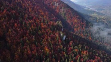 Karpatlar 'ın sonbahar ormanlarındaki hava aracı manzarası. Ormanda renkli ağaçlar. Yüksek kalite 4k görüntü