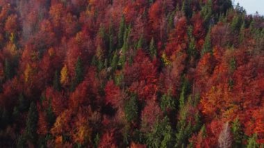 Karpatlar 'ın sonbahar ormanlarındaki hava aracı manzarası. Ormanda renkli ağaçlar. Yüksek kalite 4k görüntü