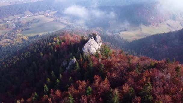 Aerial Drone View Autumn Forest Carpathian Mountains Colorful Trees Wood — Stock Video