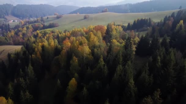 Dron Powietrza Widok Jesienny Las Karpat Góry Kolorowe Drzewa Lesie — Wideo stockowe