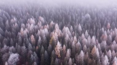 Sisli bir ormandaki donmuş ağaçların hava manzarası. Yüksek kalite 4k görüntü