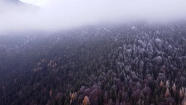 Лететь Над Лесным Ландшафтом Зимой Замерзает Белое Матовое Дерево Tops — стоковое видео