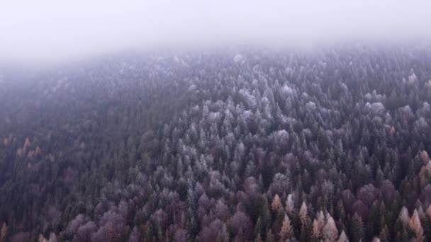 Voando Sobre Uma Paisagem Florestal Inverno Congelando Copas Árvores Geadas — Vídeo de Stock