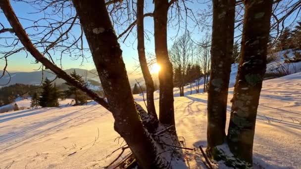 Dalam Lanskap Musim Dingin Matahari Menerangi Pohon Pohon Melemparkan Cahaya — Stok Video