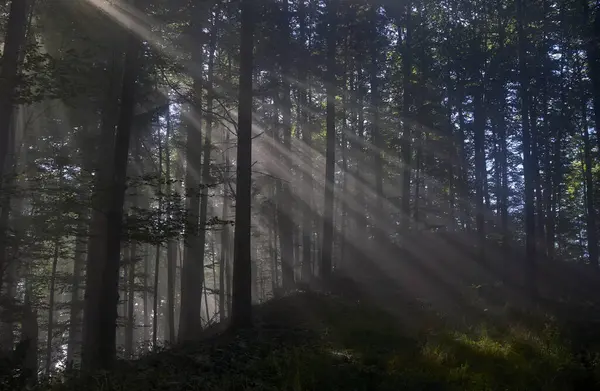 Sabah sisli, görkemli yeşil yaprak döküntüsü ve çam ormanının panoramik manzarası. Ağaç siluetleri. Güneş ışınları, saf güneş ışığı. Atmosferik rüya gibi yaz manzarası. - Evet. Yüksek kalite fotoğraf