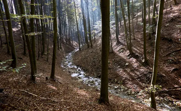 Sonbahar deresi ormanları, orman dağlarında güneşli sarı ağaçlar, yapraklar. Idyllic yürüyüş alanı, güzel mevsimsel sonbahar doğası. Yüksek kalite fotoğraf