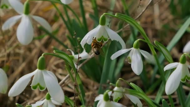 Sněhová Vločka Opylována Včelami Během Časného Jara Lese Sněhové Vločky — Stock video