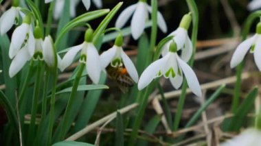 İlkbaharın başlarında ormanda arı tarafından döllenen kar damlası. Kar damlaları, çiçek, bahar. Baharın başlarında bahçede beyaz kardamlaları açar. Bu da kışın sonunun habercisidir. Ağır çekim, yakın çekim.