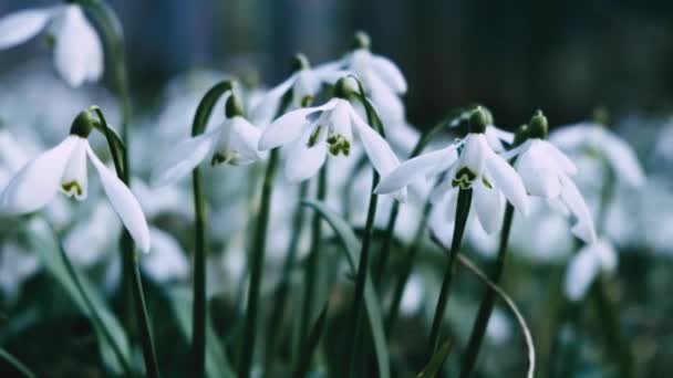 숲에서 초봄에 눈방울 숲에서 꽃입니다 아름다운 눈방울이 피어납니다 고품질 Fullhd — 비디오