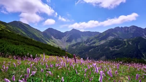 Prados Flores Silvestres Los Alpes Imágenes Alta Calidad — Vídeo de stock