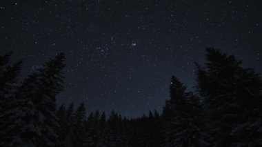 Yıldızlı gökyüzü ve ağaç siluetiyle gece yarısı manzarası. Yüksek kaliteli FullHD görüntüler