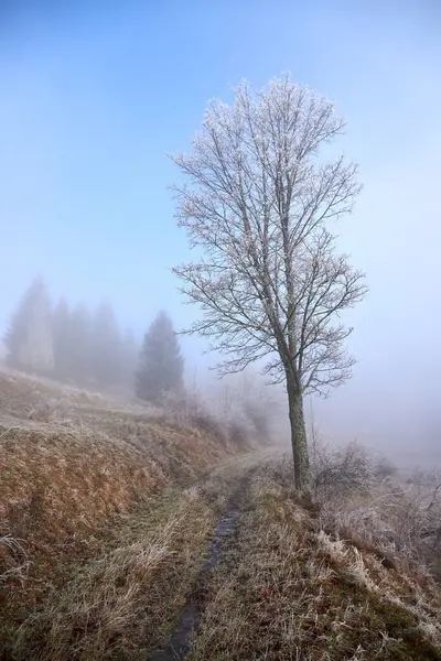 Soğuk bir sonbahar yolundaki soğuk bir ağacın sakin güzelliğine dalın. Huzurlu ve vahşi ortamında doğanın huzur dolu özünü hissedin.